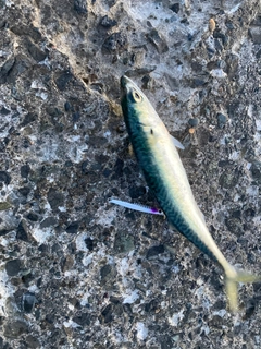 サバの釣果