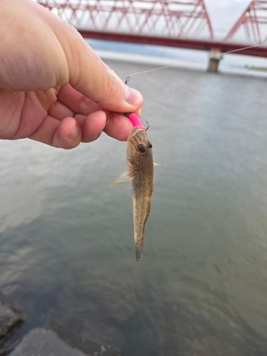 マハゼの釣果
