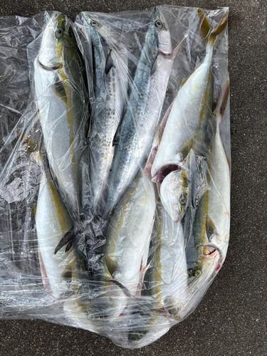 イナダの釣果