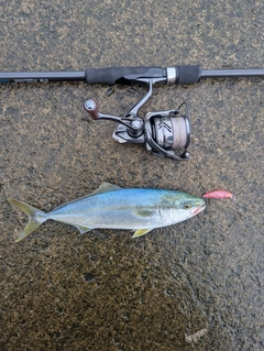 ワカシの釣果
