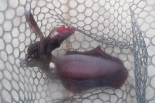 釣果