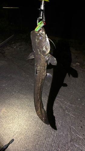 マナマズの釣果