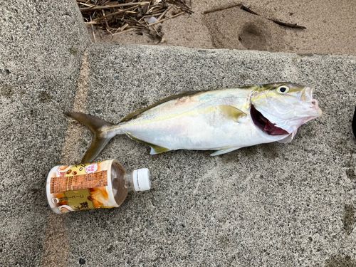 ショゴの釣果