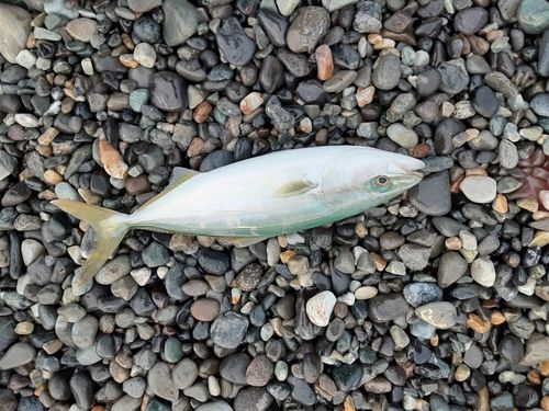 ワカシの釣果