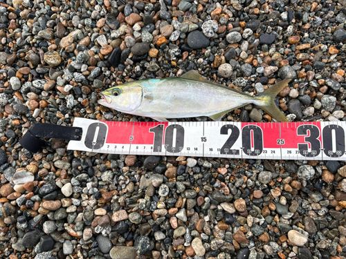 ツバイソの釣果