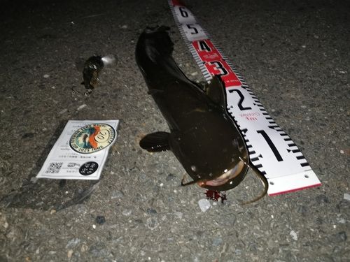 ナマズの釣果