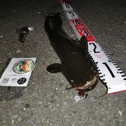 ナマズ