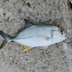 メッキの釣果