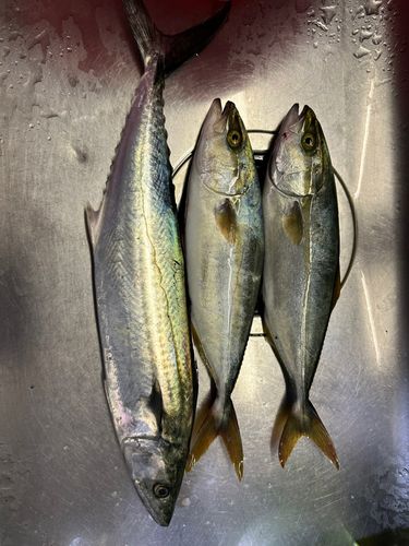 サワラの釣果