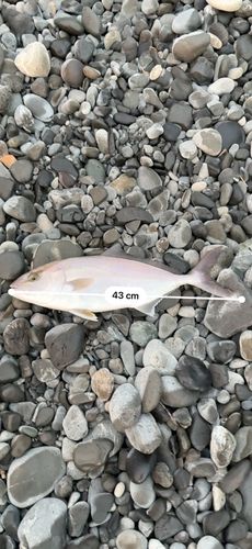 ショゴの釣果