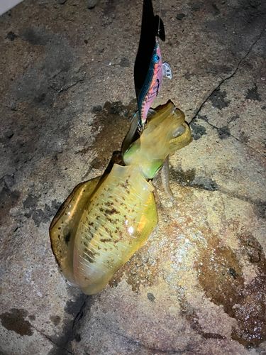 アオリイカの釣果
