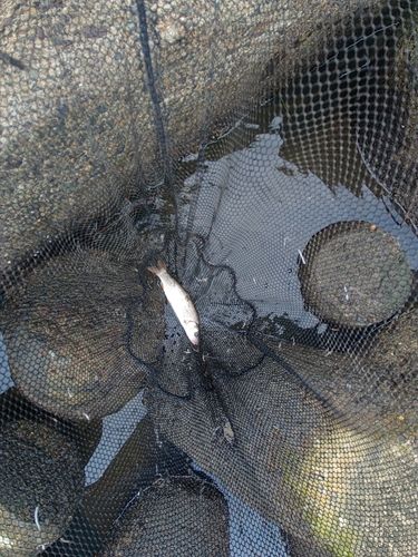 ウグイの釣果