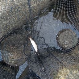 ウグイ