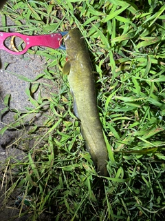 マナマズの釣果