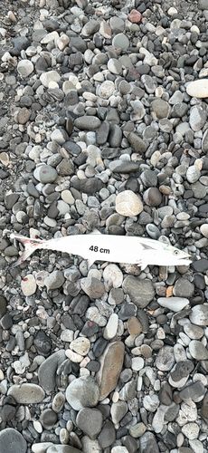サゴシの釣果