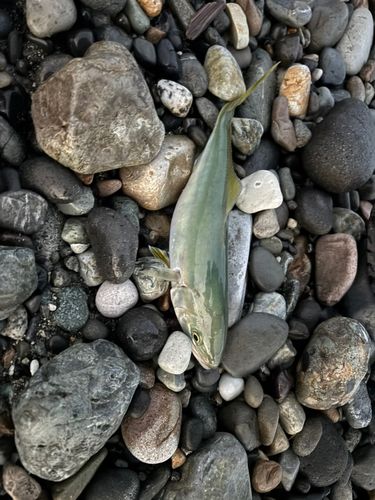ワカシの釣果