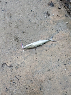 サゴシの釣果