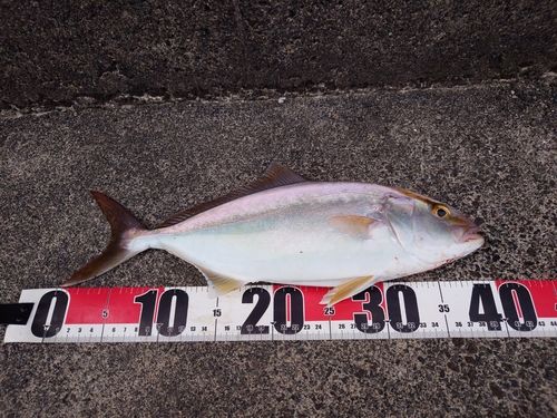 ショゴの釣果