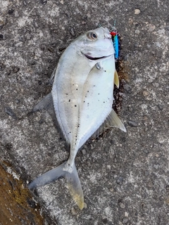 メッキの釣果