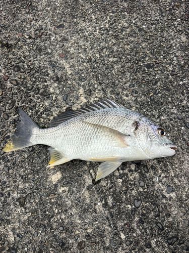 キビレの釣果