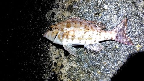 釣果