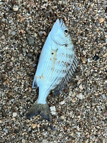 キビレの釣果