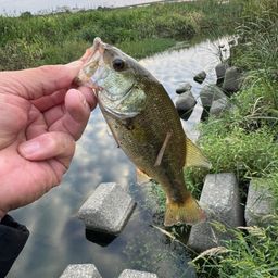 ラージマウスバス