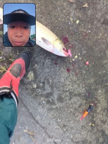 アキアジの釣果
