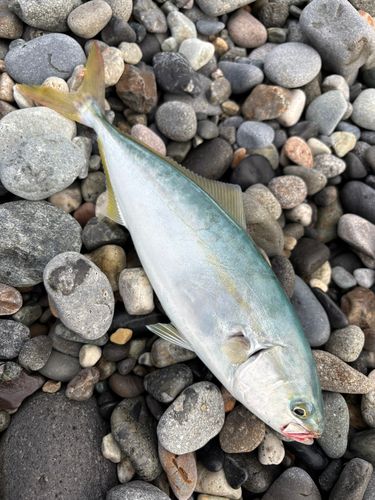 イナダの釣果