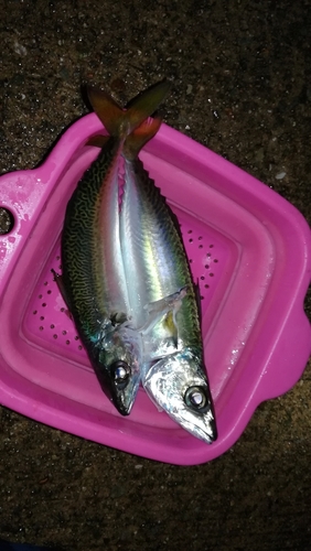 サバの釣果