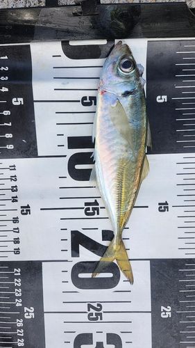 マアジの釣果