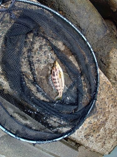 シマイサキの釣果