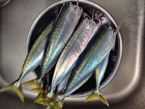 釣果