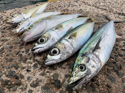 サゴシの釣果