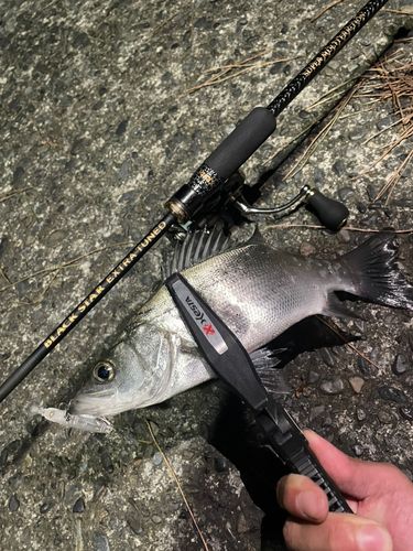フッコ（マルスズキ）の釣果