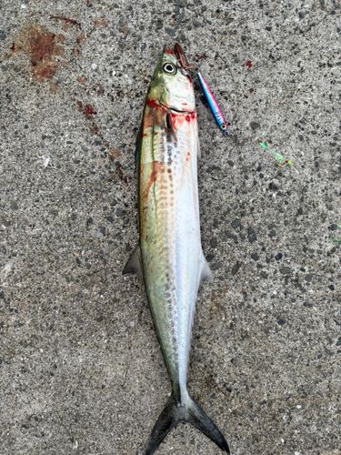 サゴシの釣果
