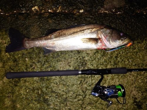 シーバスの釣果