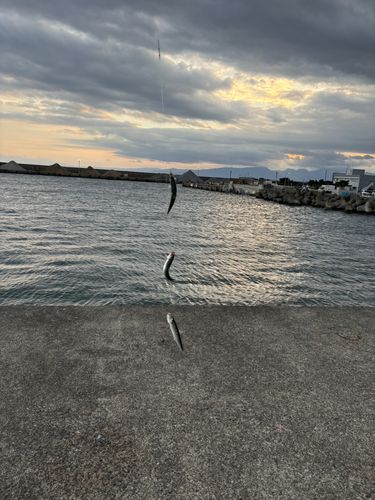 ウルメイワシの釣果