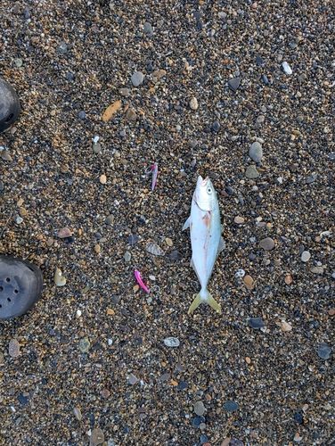 ワカシの釣果