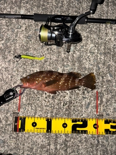 キジハタの釣果