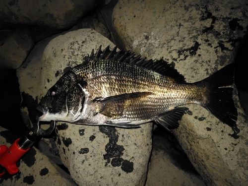 チヌの釣果