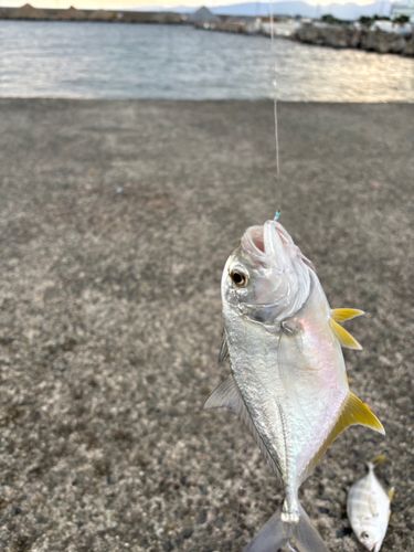 メッキの釣果