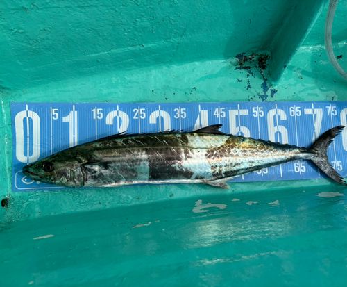 サワラの釣果