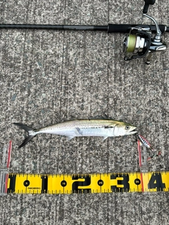サゴシの釣果
