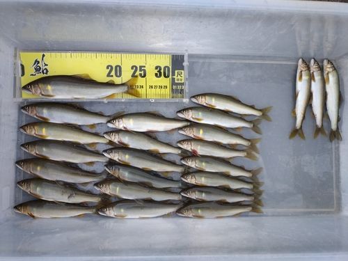 アユの釣果