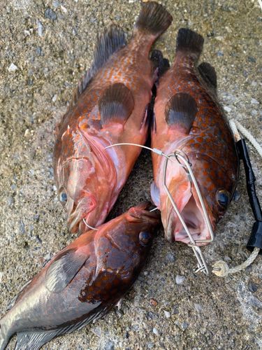 キジハタの釣果