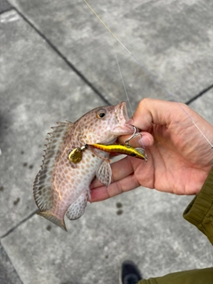 オオモンハタの釣果