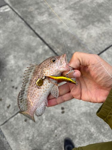 オオモンハタの釣果