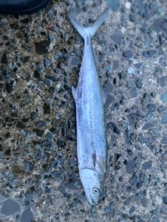 サゴシの釣果
