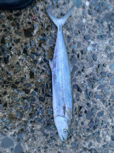 サゴシの釣果